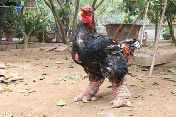 مرغ اژدها عجیب ترین مرغ خانگی در دنیا!