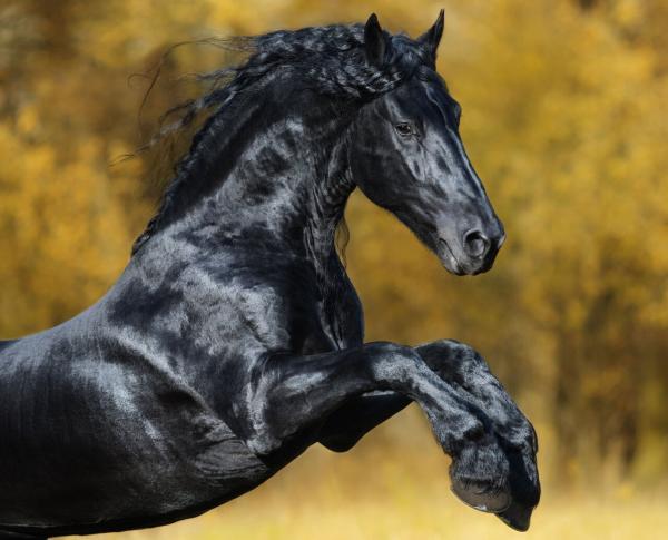 زیباترین اسب جهان که هوش از سرتان می برد، عکس